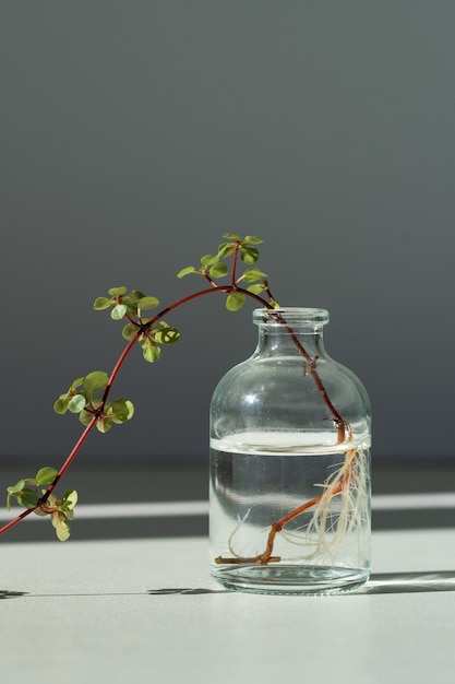 Kiełek pilea libanensis