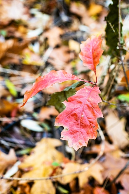 Kiełki dzikiego dębu z czerwonymi liśćmi z bliska jesienią