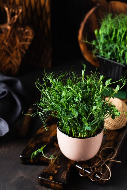 Kiełki grochu Microgreen na starym drewnianym stole. Zabytkowy styl. Koncepcja wegańskiego i zdrowego odżywiania. Rosnące kiełki.