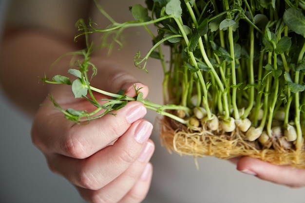 Zdjęcie kiełki grochu microgreen w rękach kobiet micro greens