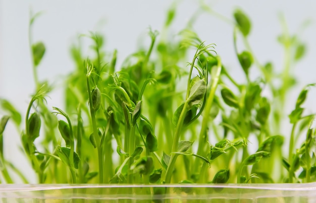 Kiełki Groszku Microgreen Izolować Na Białym Tle. Selektywne Skupienie. Natura.