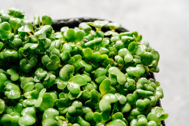 Kiełki microgreens rukoli w plastikowym pojemniku zbliżenie