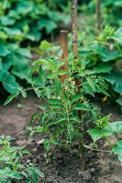 Kiełki młodych organicznych pomidorów w glebie w ogrodzie warzywnym. Rolnictwo. Miękka selektywna ostrość.