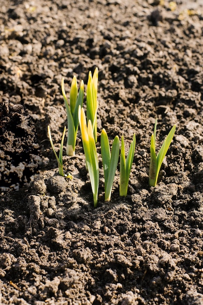 Kiełki narcyza wyrastają z ziemi wiosną w ogrodzie