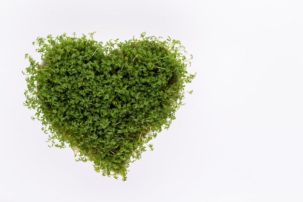 Kiełki nasion lucerny, zdrowa dieta pożywienie i koncepcja czystego jedzenia, widok z góry kiełków nasion w kształcie serca.
