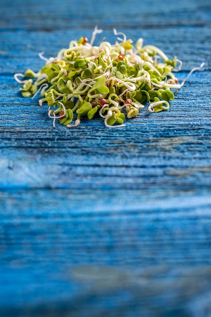 Zdjęcie kiełkowane nasiona rzodkiewki