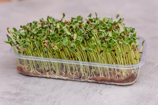 Kiełkujące nasiona lnu microgreens microgreens w plastikowym pojemniku