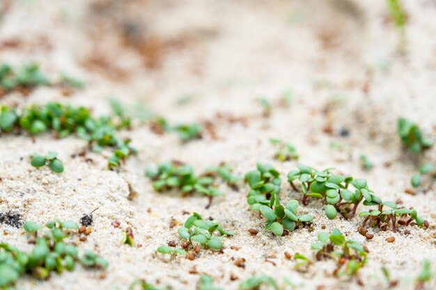 Kiełkujący zbliżenie nasion trawnika na koniczynie piasku