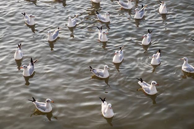 Kierdel seagull unosi się na morzu