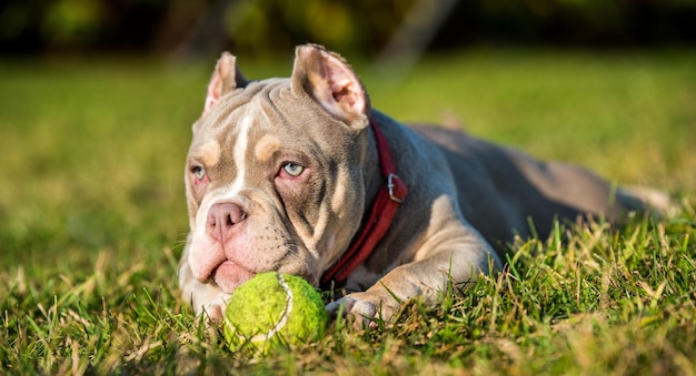 Kieszonkowy Pies Amerykański Bully Puppy Bawi Się Piłką Tenisową Na Trawie