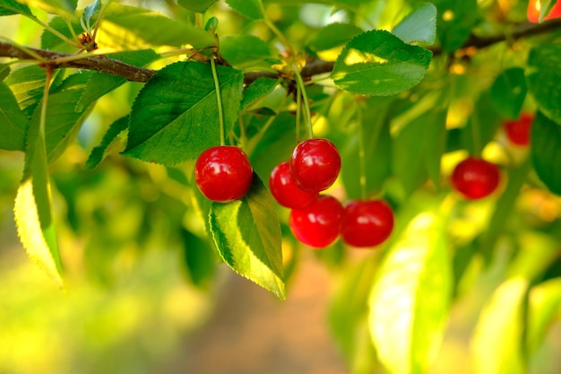 Kilka Dojrzałych Czerwonych Wiśni Rosnących Na Wiśniowym Drzewie W Sadzie Organiczne Wiśnie Na Drzewie Wcześniej