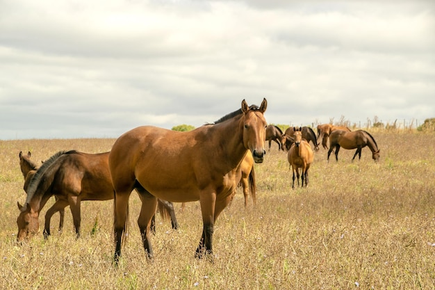 Kilka koni na farmie w Urugwaju.