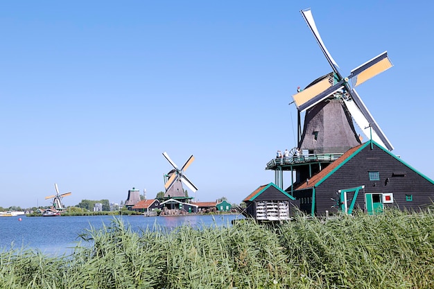 Kilka młynów wiatrowych w wiosce Zaanse Schans na tle niebieskiego nieba Holandia