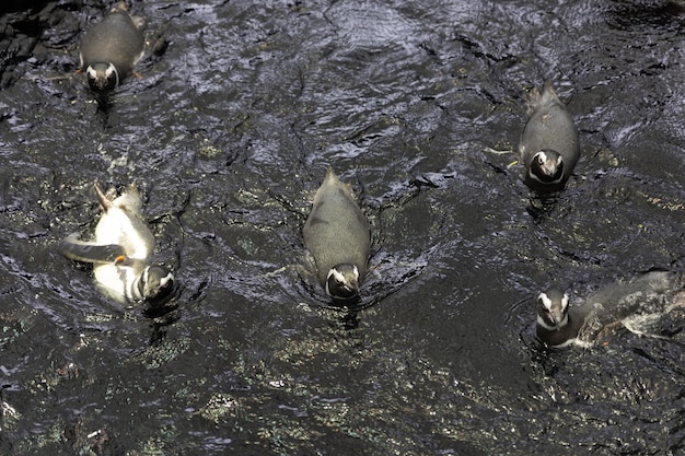Kilka pingwinów podpływa do brzegu stawu w akwarium