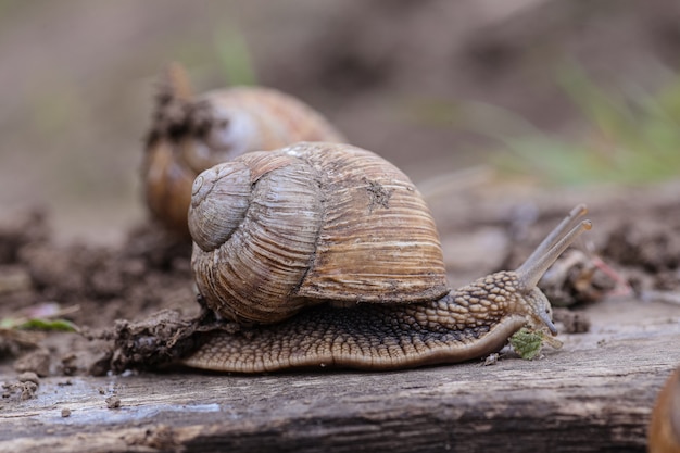 Kilka ręcznie zbieranych ślimaków winogronowych, letni dzień w ogrodzie.