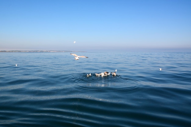 Kilka seagulls ptaki morskie pływają na falach błękitu morskiego Kręgi fal odbiegają od nich
