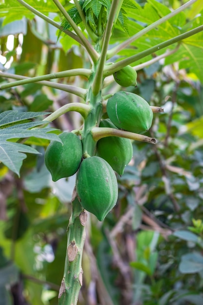 Kilka świeżych, surowych owoców papai rosnących na małym drzewku w ogrodzie