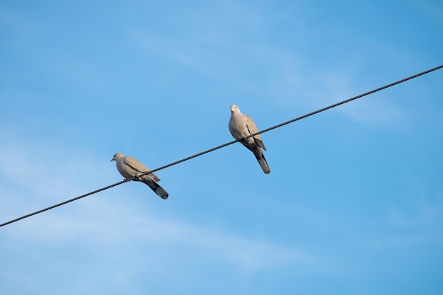 Kilka szarych gołębi siedzących wysoko na kablu elektrycznym