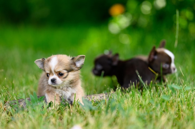 Kilka szczeniąt Chihuahua idzie po zielonej trawie Rozmazane tło naturalne Zwierzęta spacerują na świeżym powietrzu