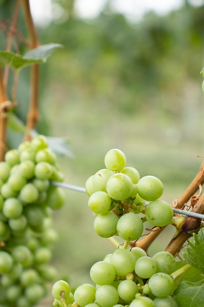 kilka zbiorów zielonych winogron na winnicy