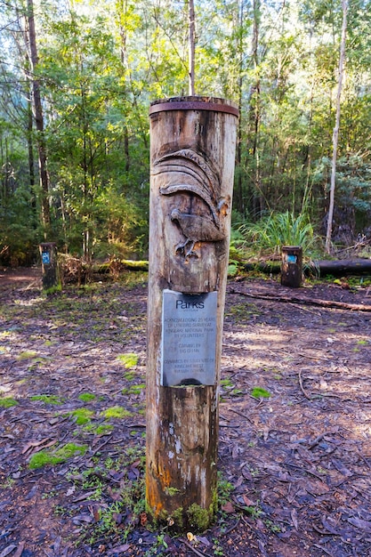 KINGLAKE AUSTRALIA 14 maja 2023 Masons Falls Obszar piknikowy i parking w Parku Narodowym Kinglake w chłodny jesienny dzień w Melbourne Victoria Australia