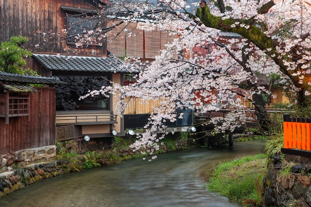 Kioto Japonia Wzdłuż Shirakawa Dori Street Na Wiosnę