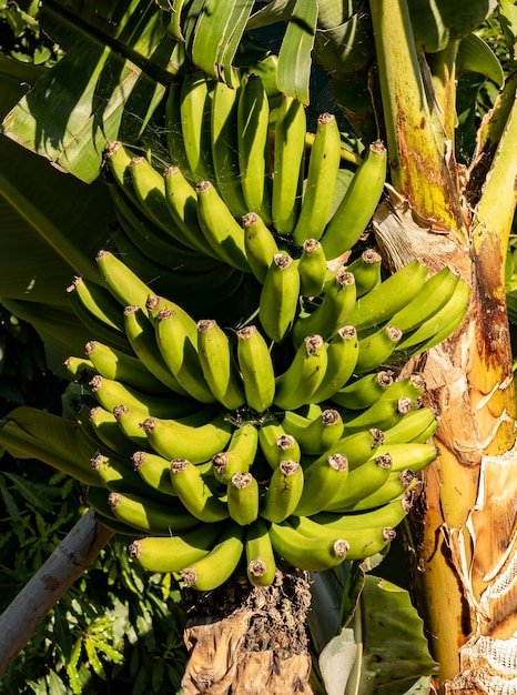 Zdjęcie kiść bananów na drzewie bananowym