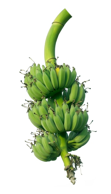 Kiść bananów wyizolowana ze ścieżkami przycinającymi do projektowania ogrodu