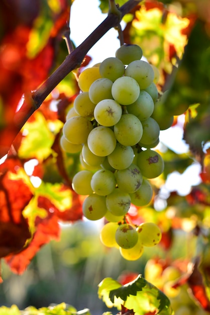 Kiść białych winogron muszkatowych wisząca na winorośli