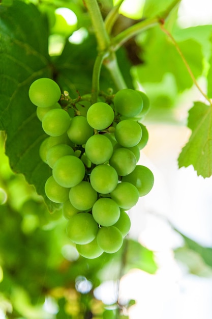 Kiść białych winogron z bliska na rozmytym tle