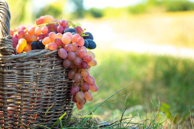 Kiść czerwonych winogron zwisających ze starego wiklinowego kosza. Zbiera jagody przeciw zielonej trawie przy zmierzchem.