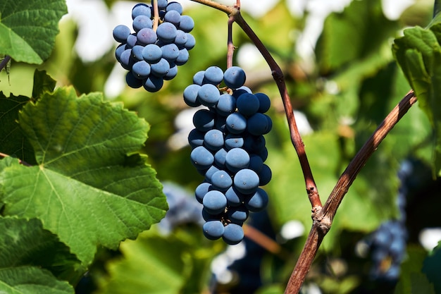 Kiść dojrzałych winogron na winorośli