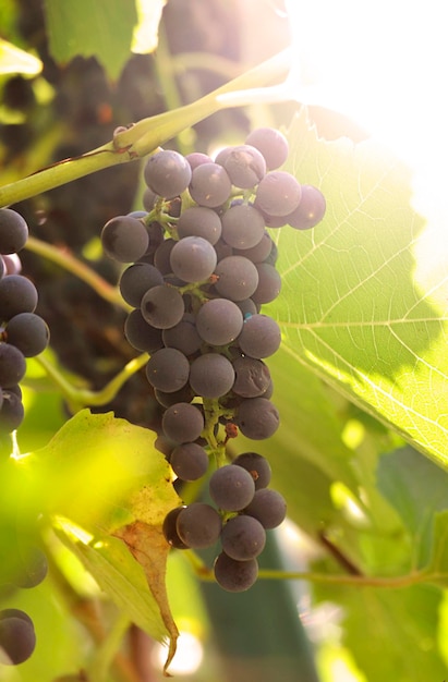 Kiść niebieskich winogron na winorośli w słońcu