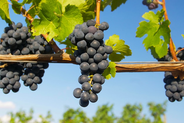 kiść niebieskich winogron wisi w słoneczny dzień na winorośli w winnicy w Niemczech