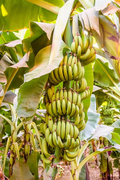 Kiść niedojrzałych zielonych bananów na drzewie