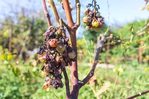 Kiść suchych, gnijących winogron. Osa siedzi na winogronach