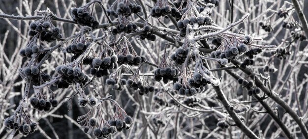 Kiście aronii czarnoowocowej na drzewie pokrytym śniegiem