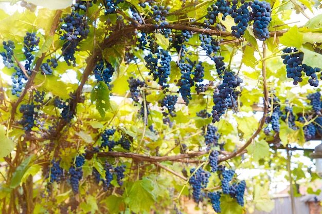 Kiście Czerwonych Winogron Na Winorośli W Winnicy