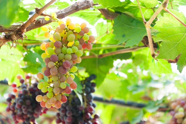 Kiście winogron do wina wiszące na winorośli z zielonymi liśćmi w ogrodzie