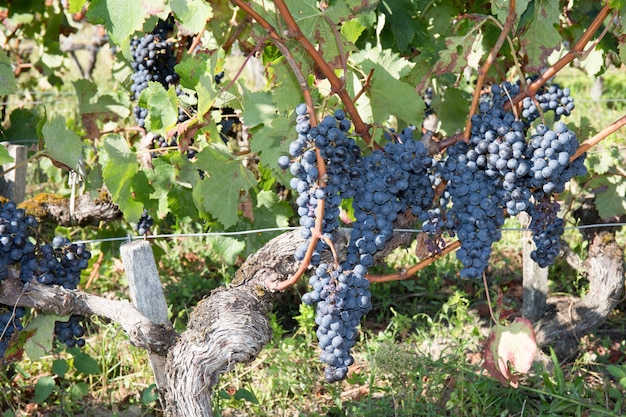 Kiście winogron na czerwone wino rosnące na polach.
