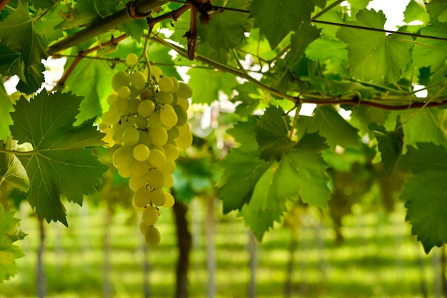 Kiście zielonych winogron w winnicy gotowe do zbioru.