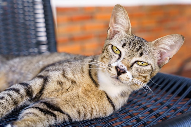 Kitten Brązowy kot leżący na krześle w ogrodzie lub na zewnątrz domu