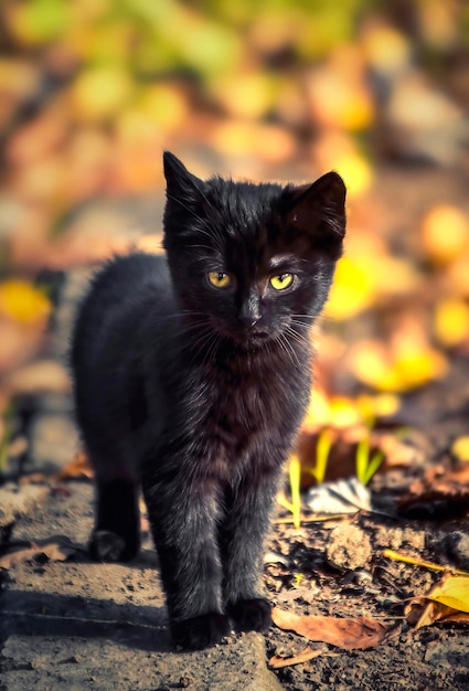 Kitten poważne czarne puszyste wygląda w ramce z żółtymi oczami jesienią tle. nieostrość