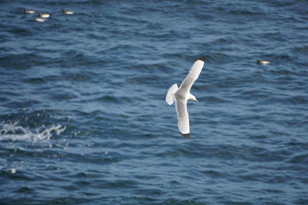 Zdjęcie kittiwake latający na irlandzkich wyspach saltee