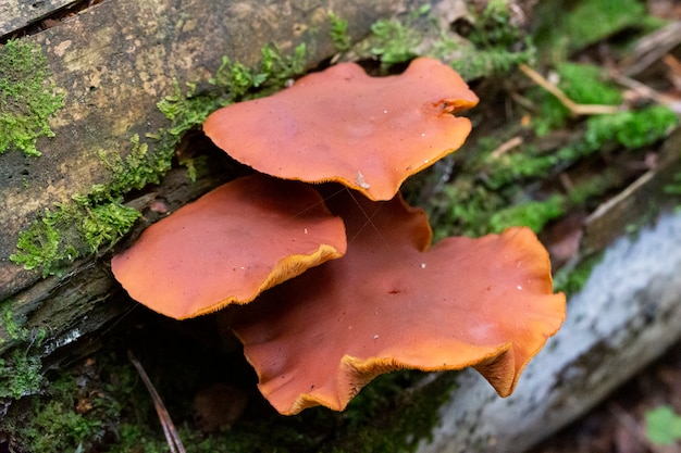 Klaster grzybów Gymnopilus junonius - NSW, Australia