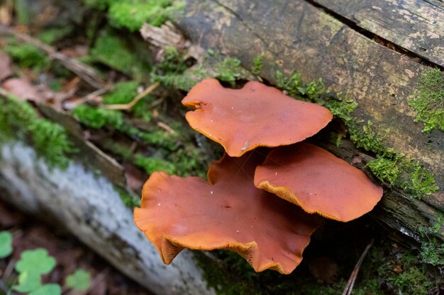 Klaster grzybów Gymnopilus junonius - NSW, Australia