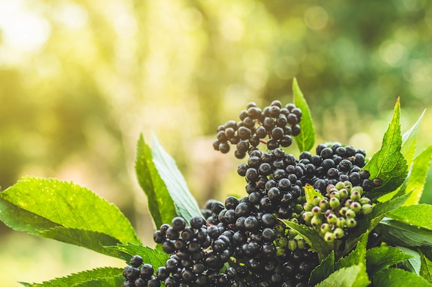 Klastry owoców czarnego bzu w ogrodzie w świetle słonecznym (Sambucus nigra). starszy, czarny starszy, tło czarnego bzu czarnego