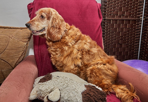 Klasyczny relax dla psów angielski cocker spaniel na vintage fotelu