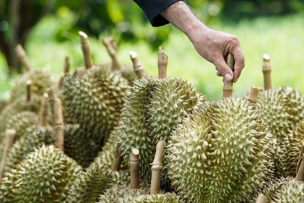 Klienci decydują się kupić durian od ogrodników w Chanthaburi.