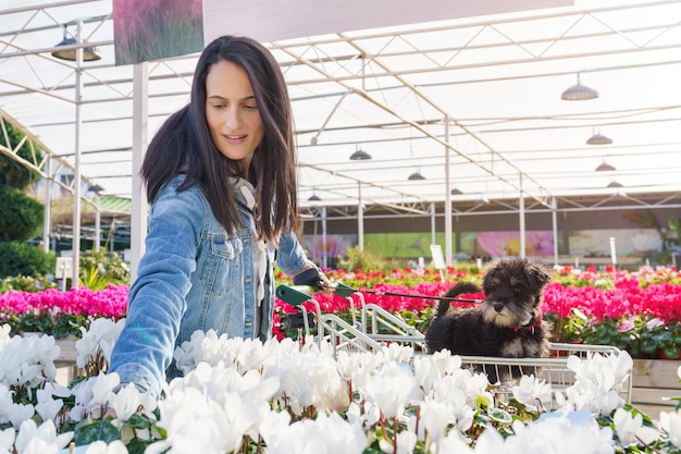 Klientka z małym psem w wózku na zakupy wśród kolorowych kwitnących cyklamenów w doniczkach, wybierająca jednego do kupienia w kwiaciarni